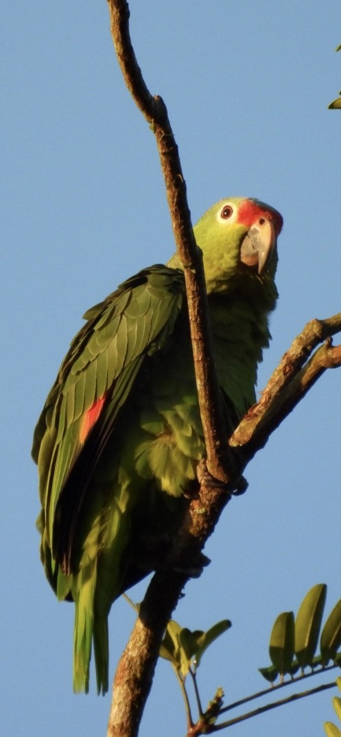 Amazone à lores rouges - ML649141155