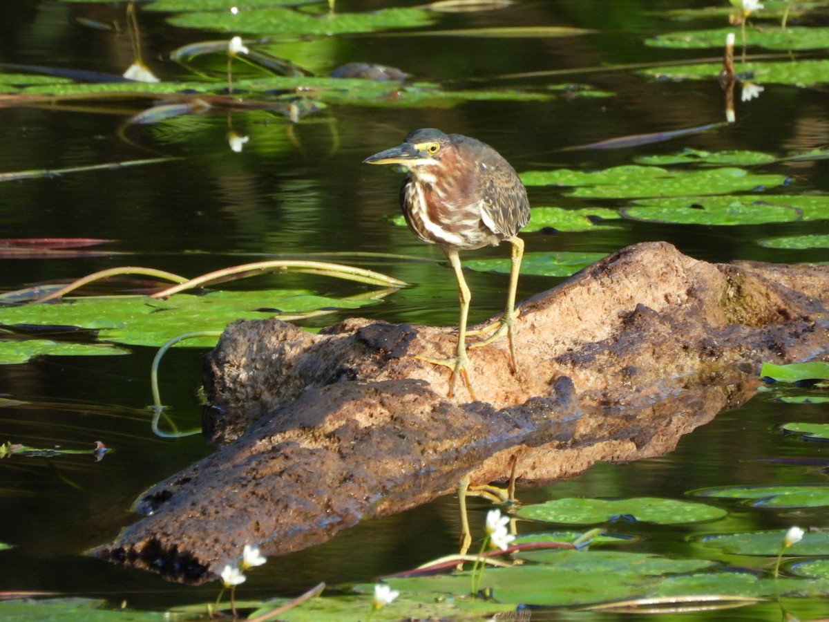 Héron vert - ML649141430