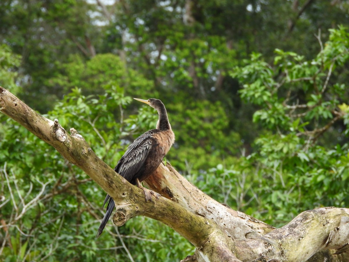 Anhinga d'Amérique - ML649141510