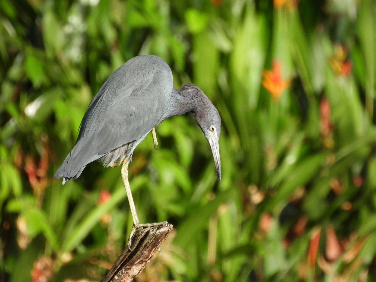Aigrette bleue - ML649141525