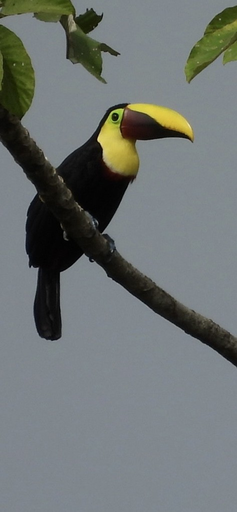 Toucan tocard - ML649141542