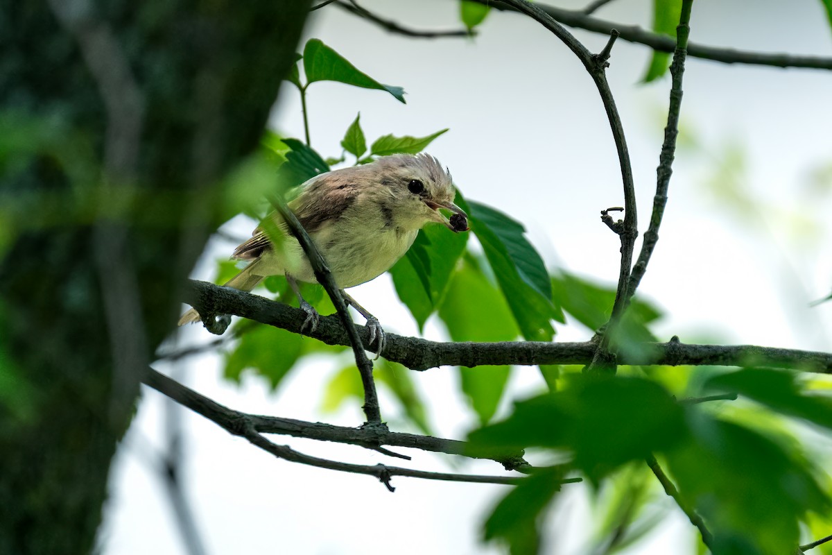 Eastern Warbling Vireo - ML649141584
