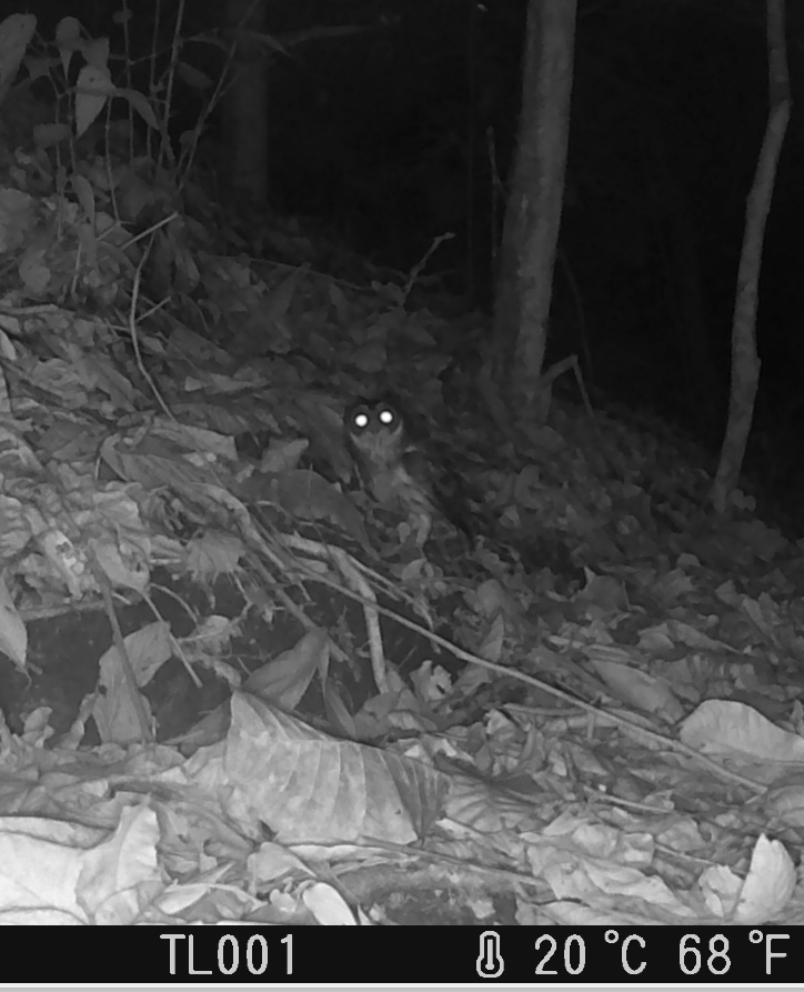 Chouette mouchetée - ML649141777