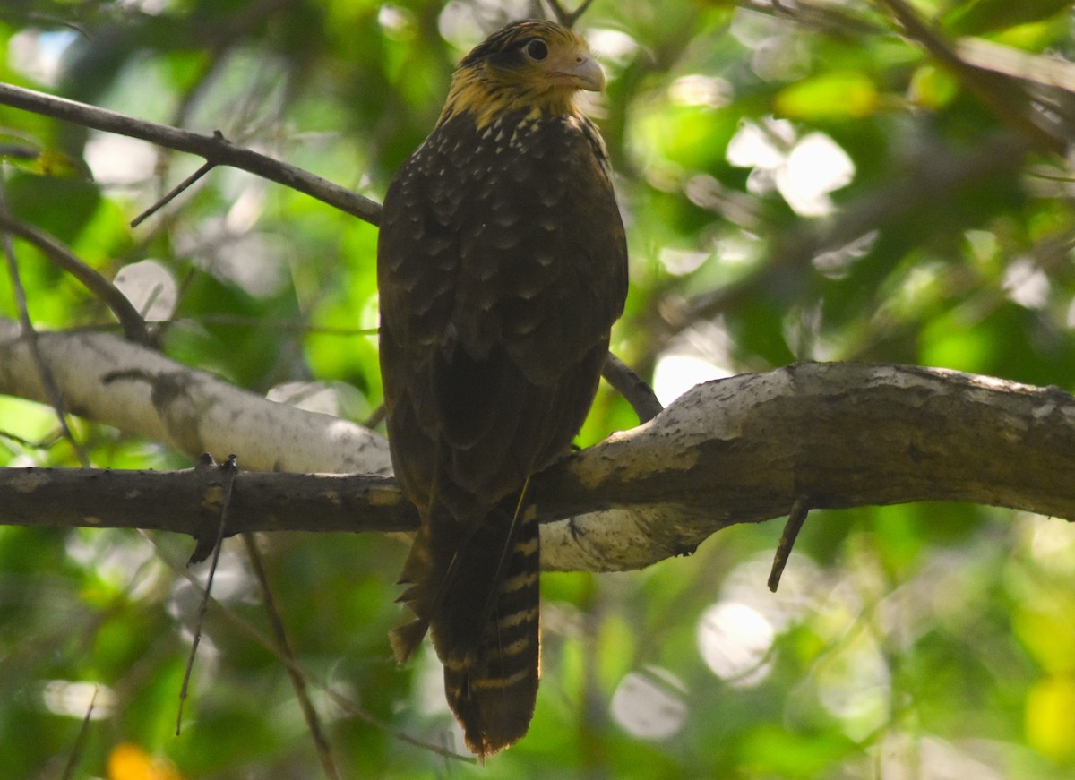 Caracara à tête jaune - ML649141897