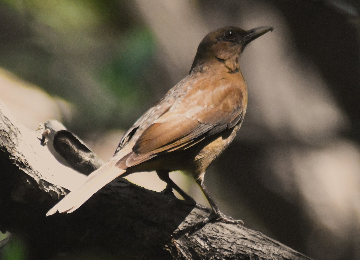 Merle fauve - ML649141925