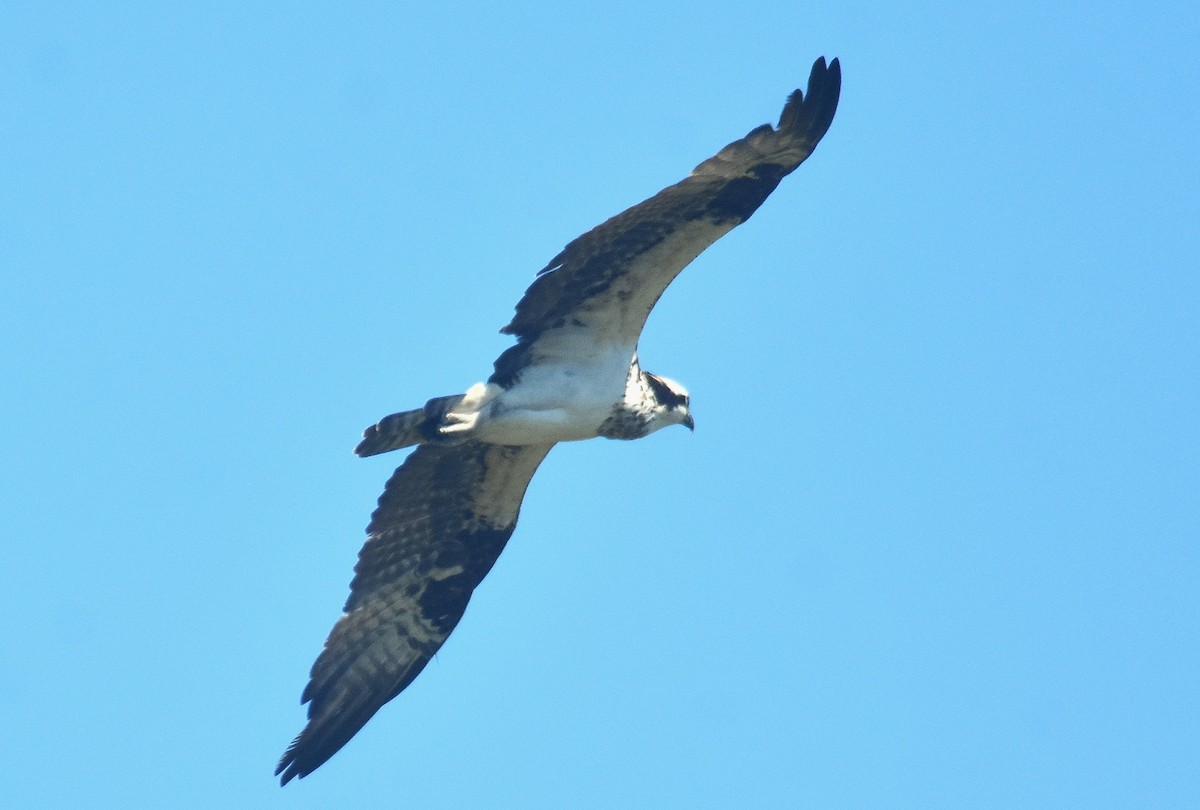 Balbuzard pêcheur - ML649141985