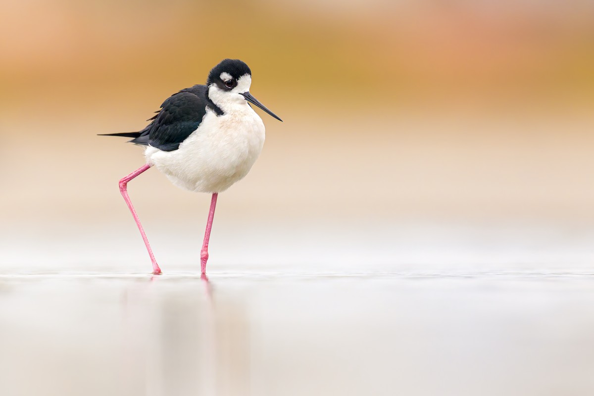 Black-necked Stilt - ML649142060