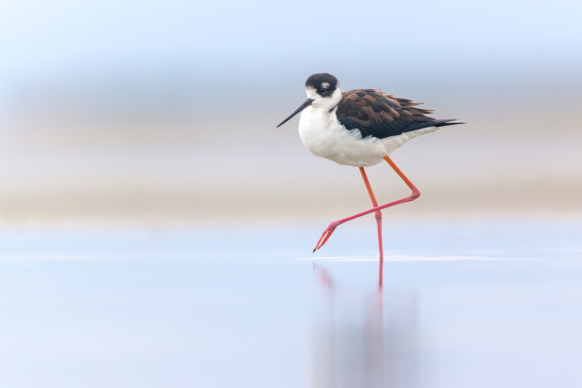 Black-necked Stilt - ML649142061