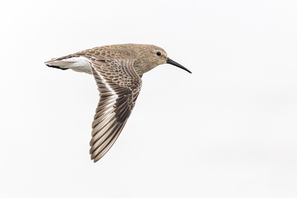 Dunlin - ML649142080