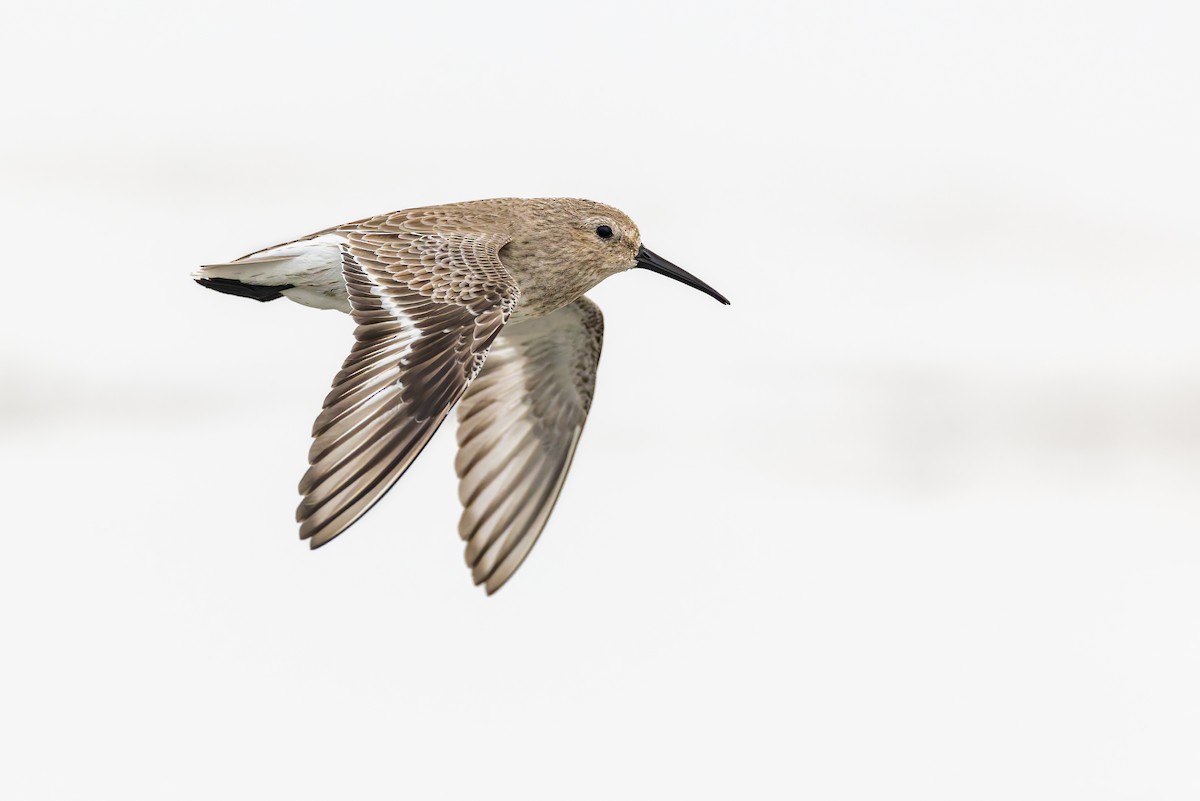 Dunlin - ML649142081