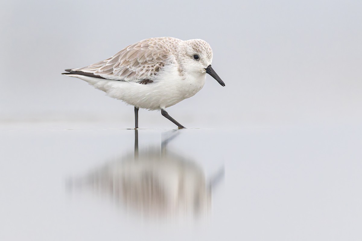 Sanderling - ML649142102