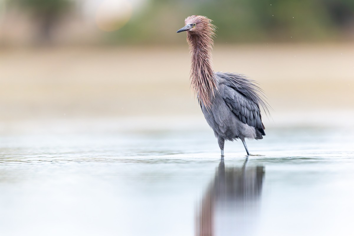 Reddish Egret - ML649142118