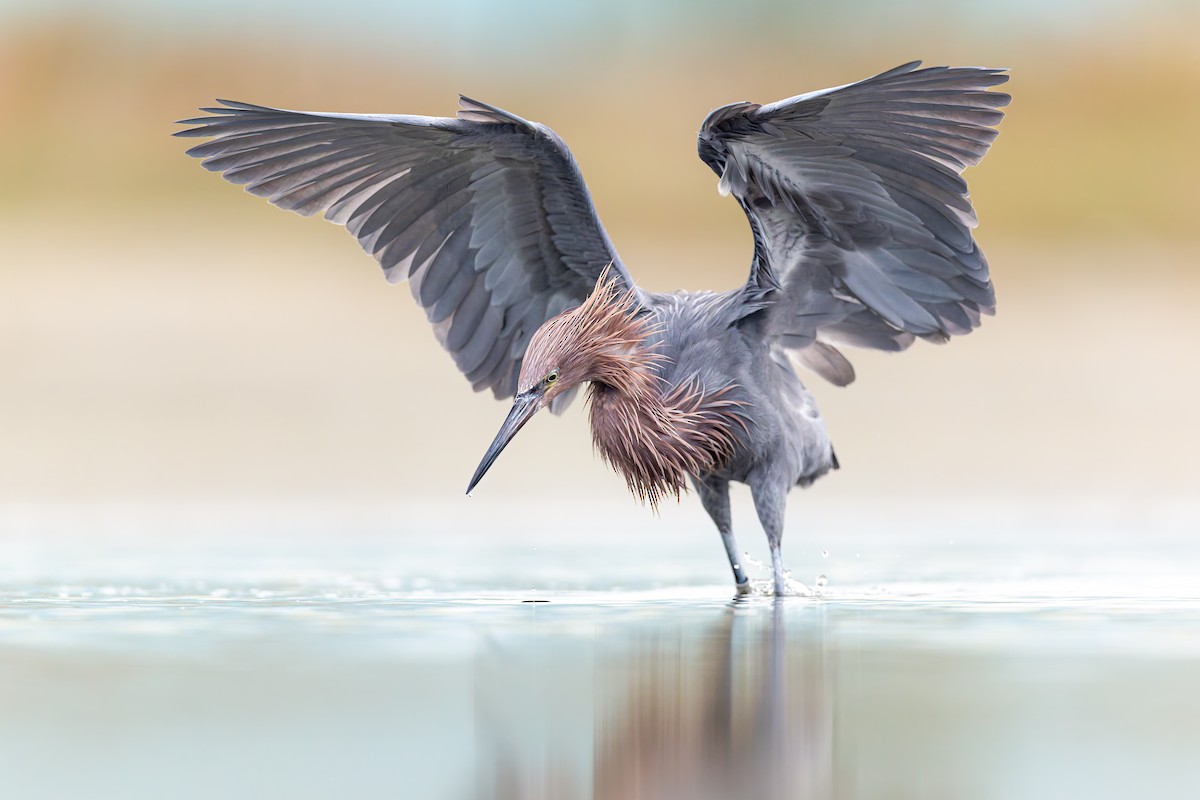 Reddish Egret - ML649142119