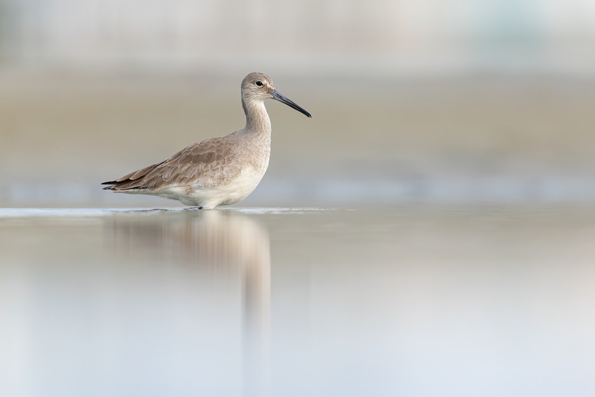 Willet - ML649142124
