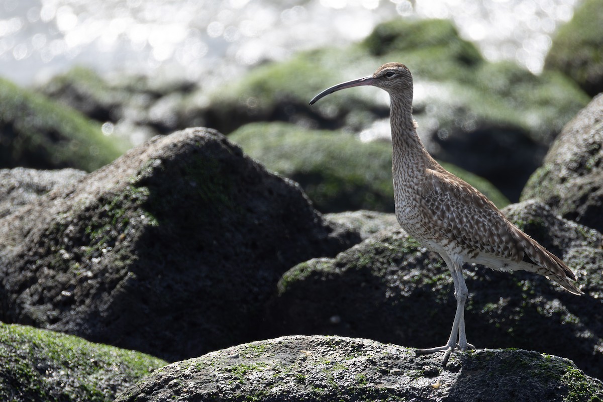 Eurasian Whimbrel - ML649142164