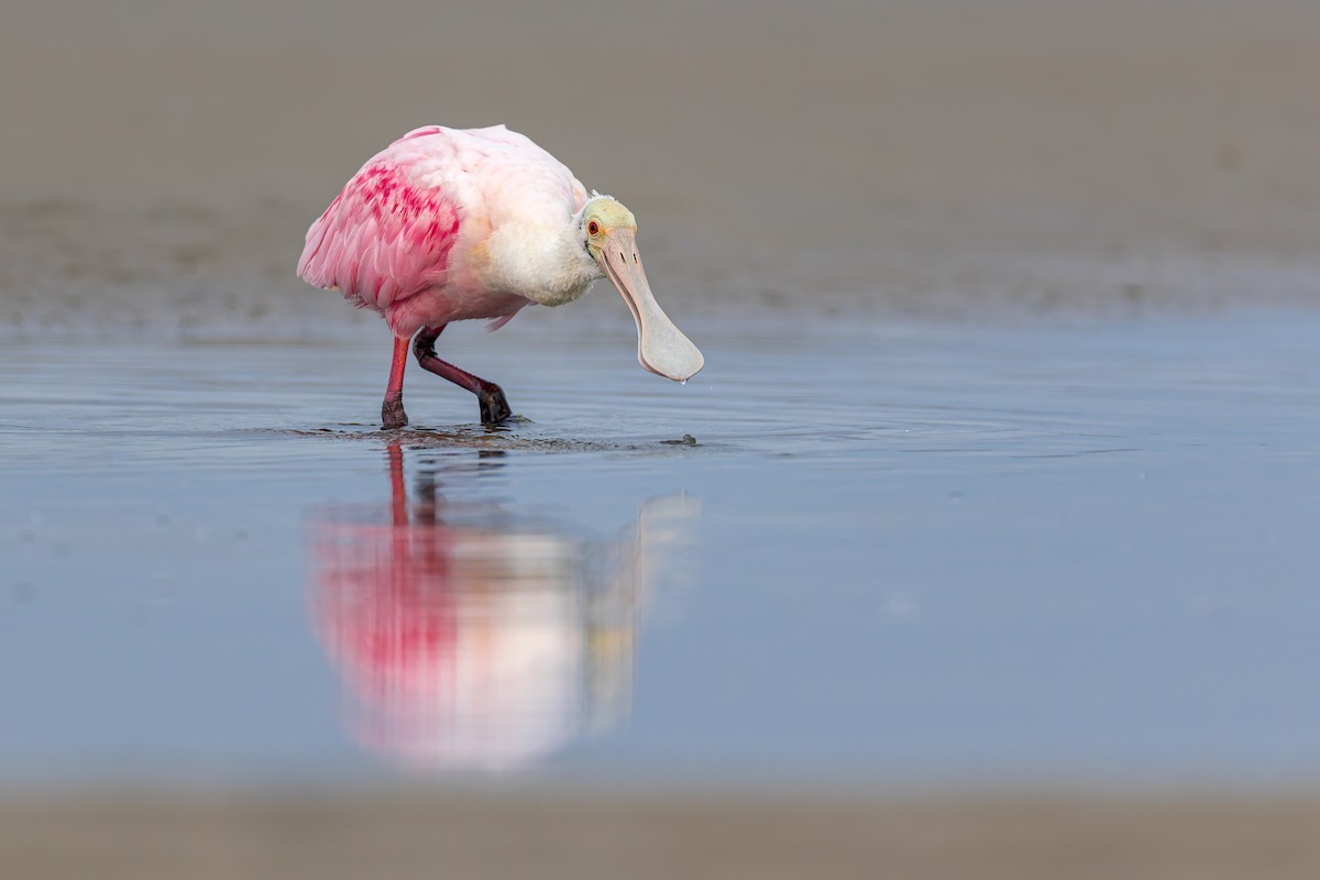 Roseate Spoonbill - ML649142176