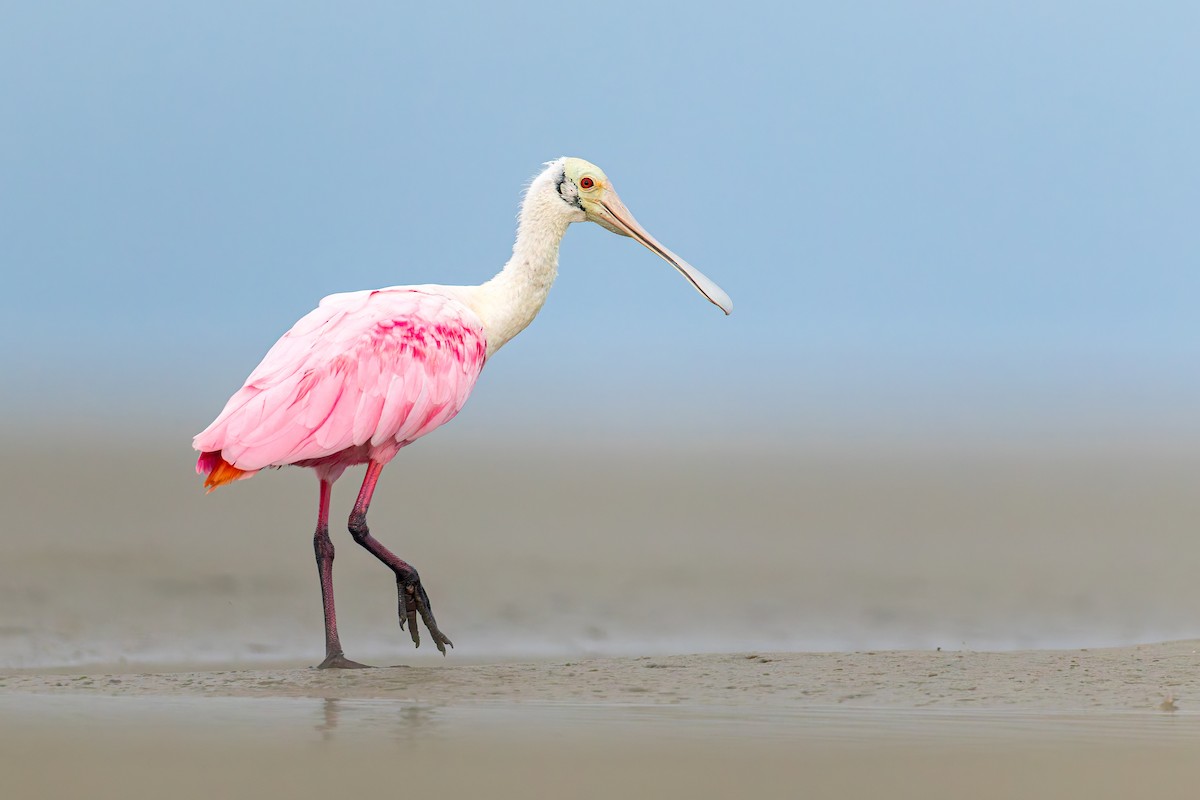 Roseate Spoonbill - ML649142177
