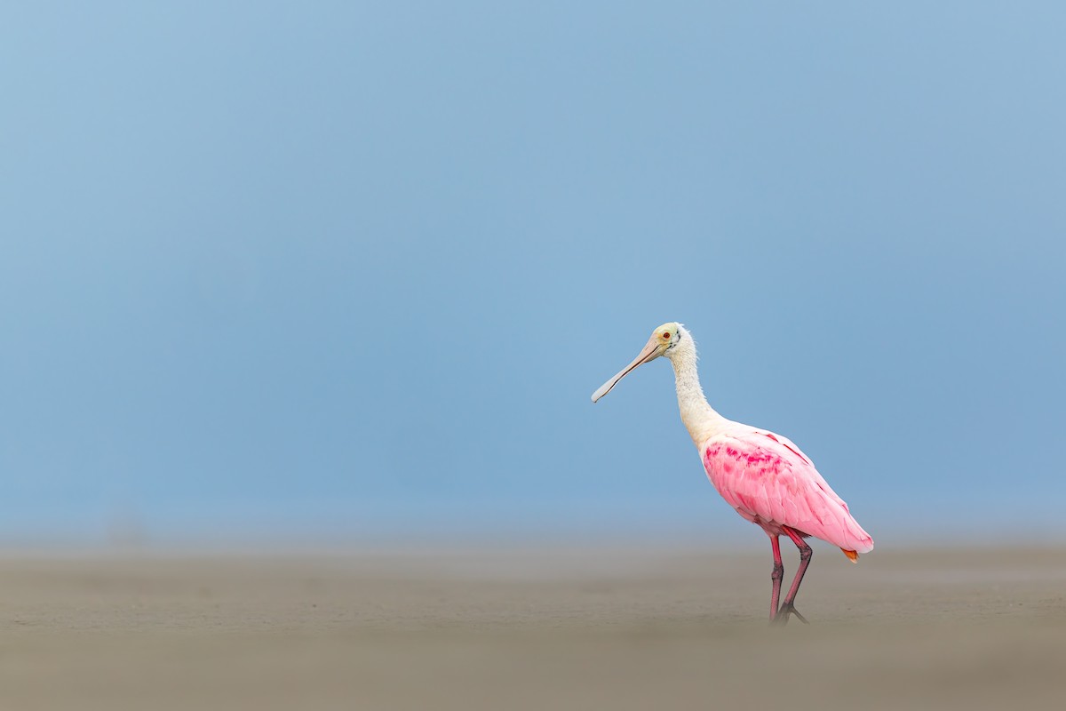 Roseate Spoonbill - ML649142178