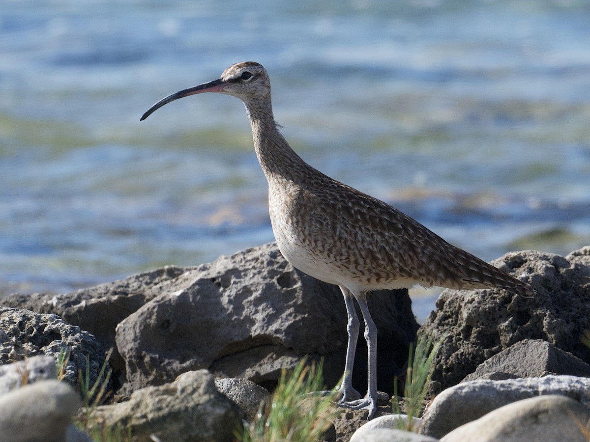 Hudsonian Whimbrel - ML649142193
