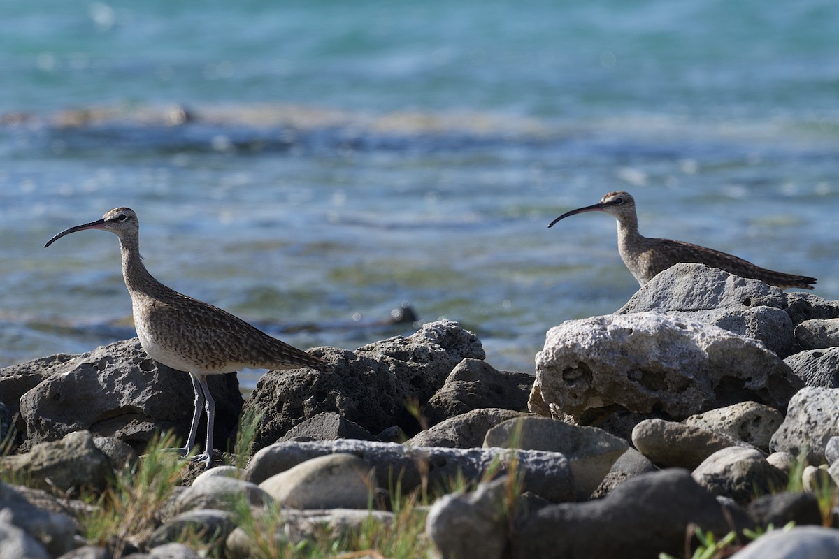 Hudsonian Whimbrel - ML649142194