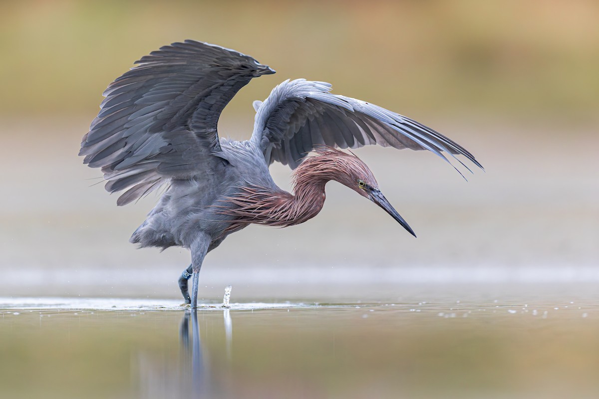Reddish Egret - ML649142195