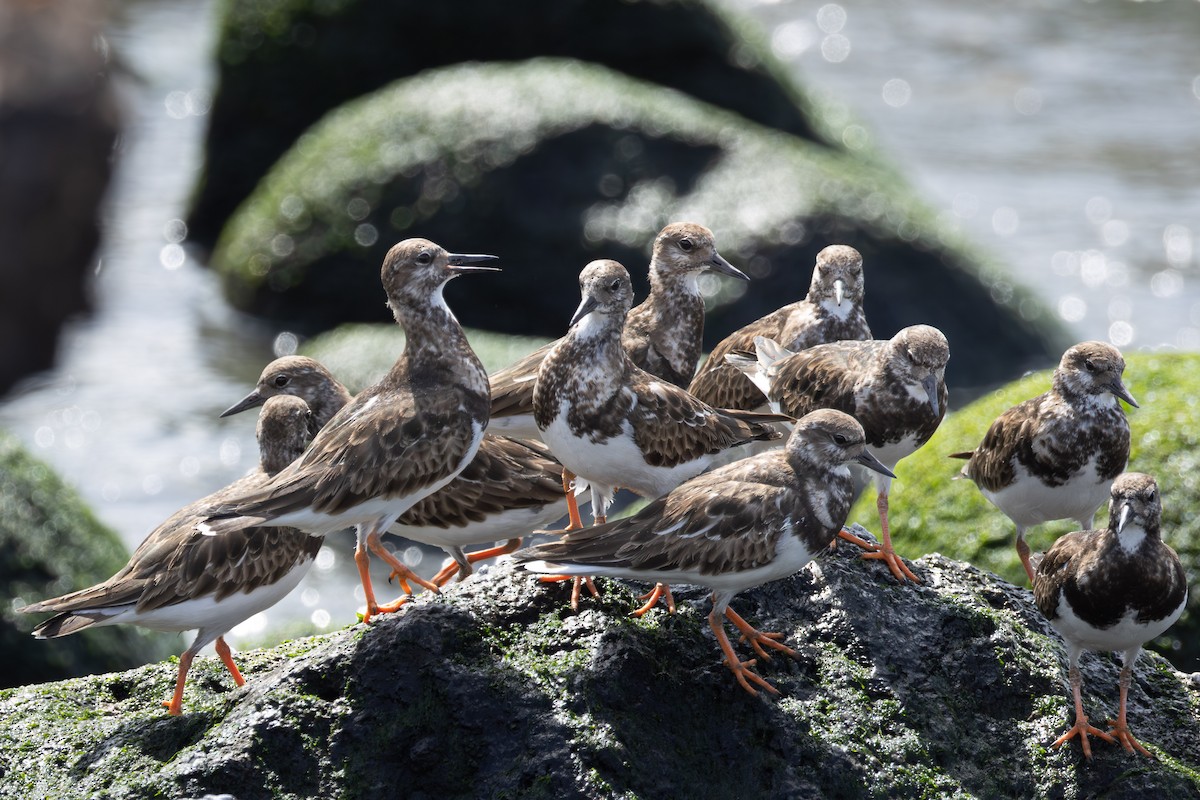 Камнешарка - ML649142212