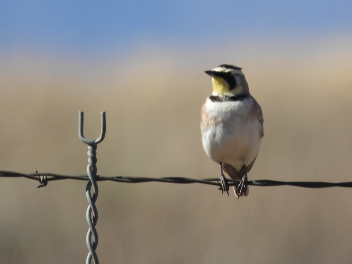 Жайворонок рогатий - ML649142491