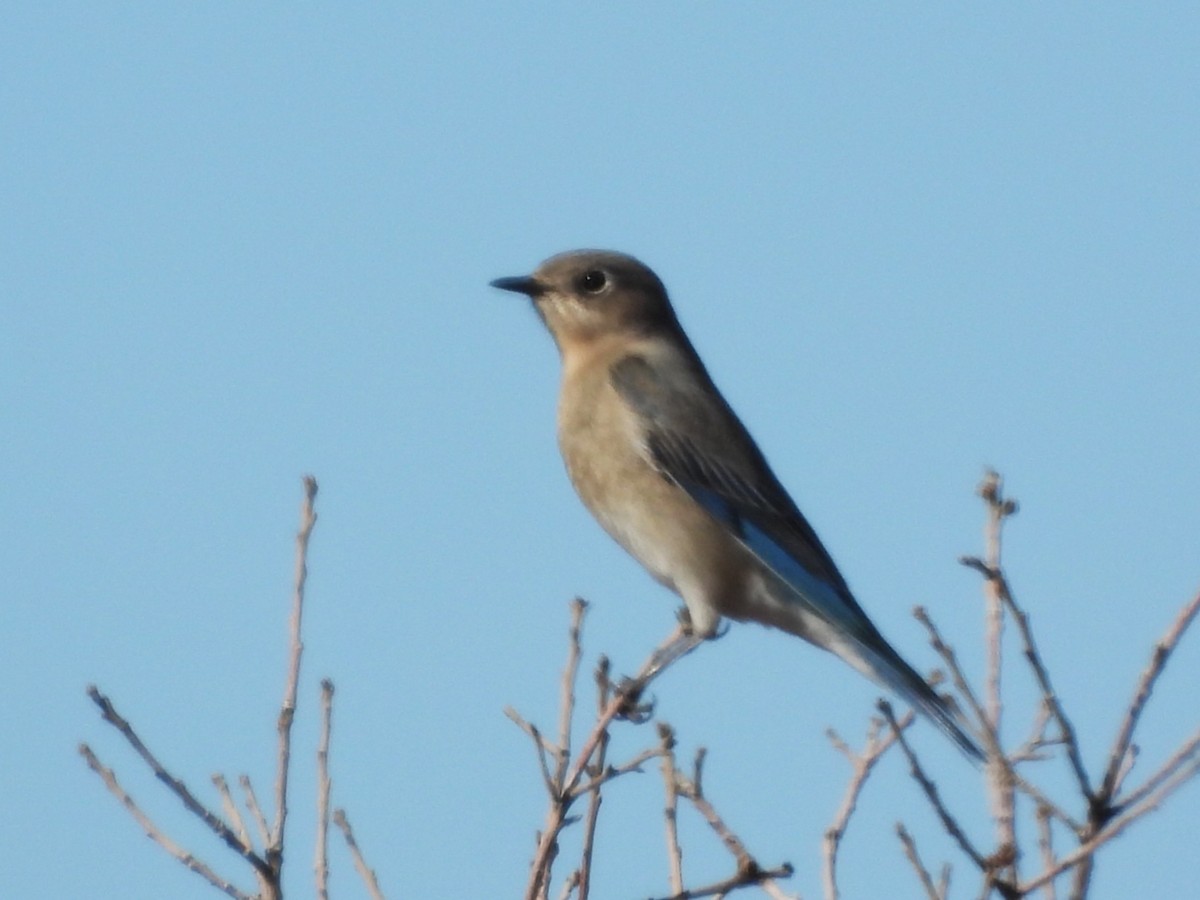 Блакитник середній - ML649142560