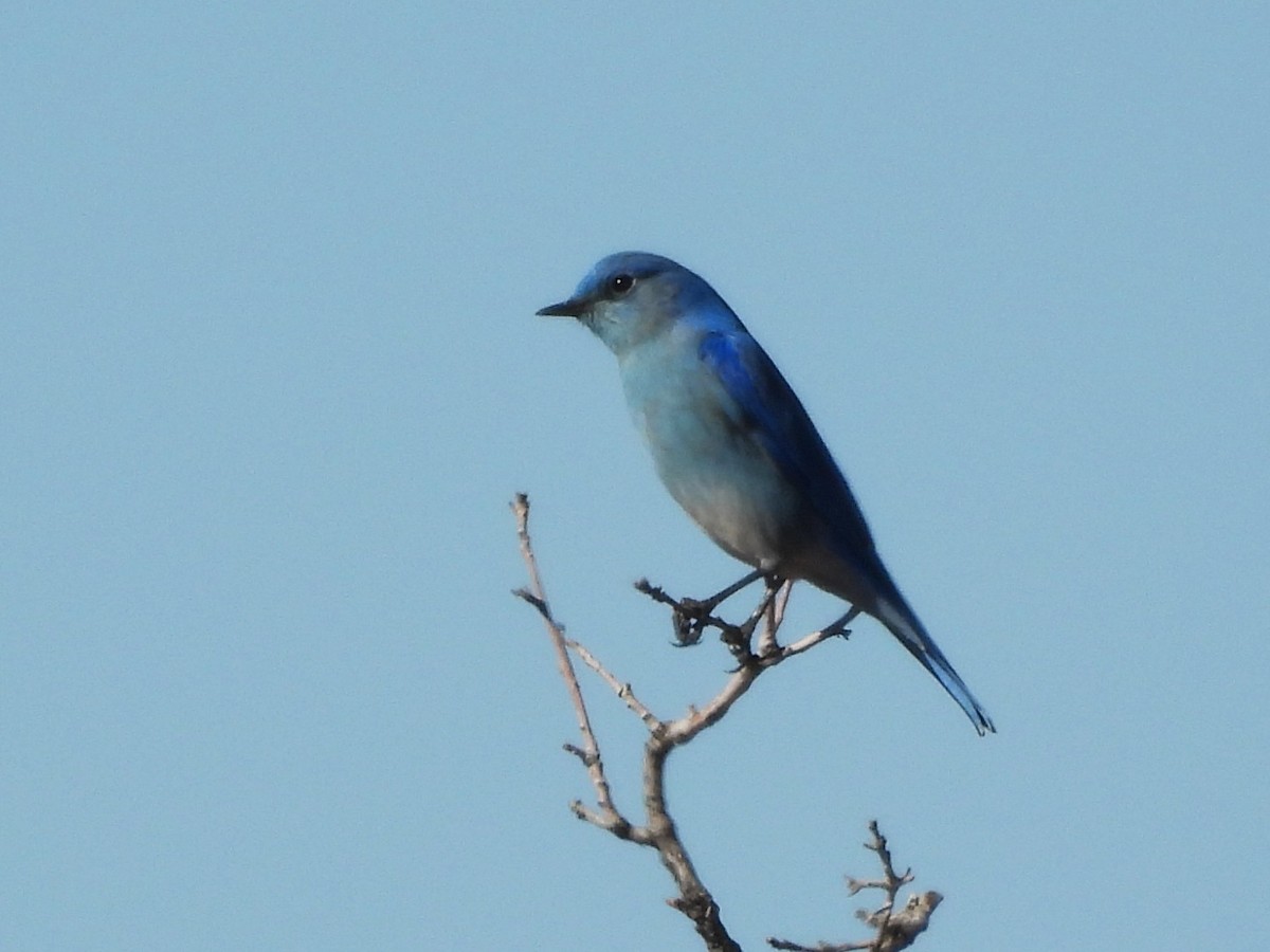 Блакитник середній - ML649142562