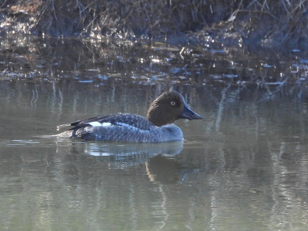 Гоголь зеленоголовий - ML649142784