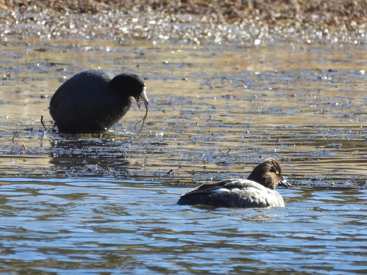 Гоголь зеленоголовий - ML649142785