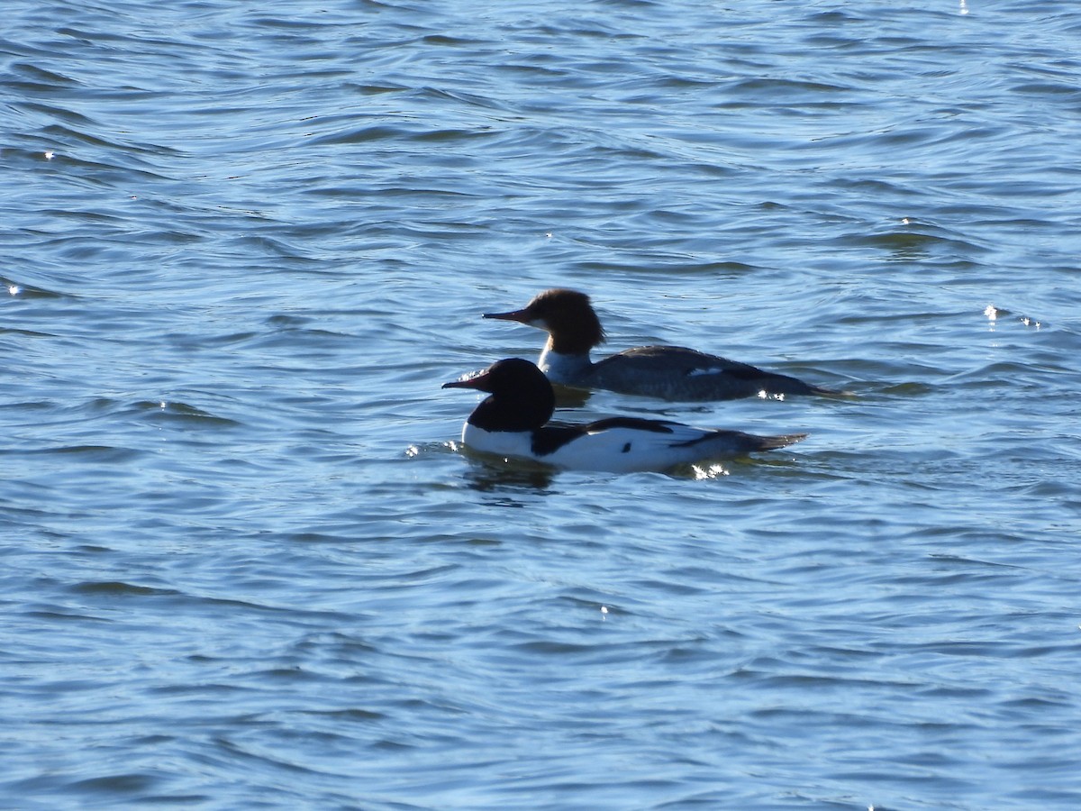 Крех великий - ML649142810