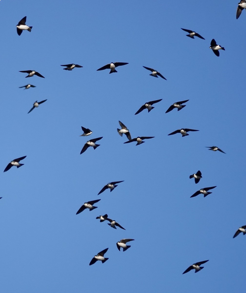 ミドリツバメ - ML649142930