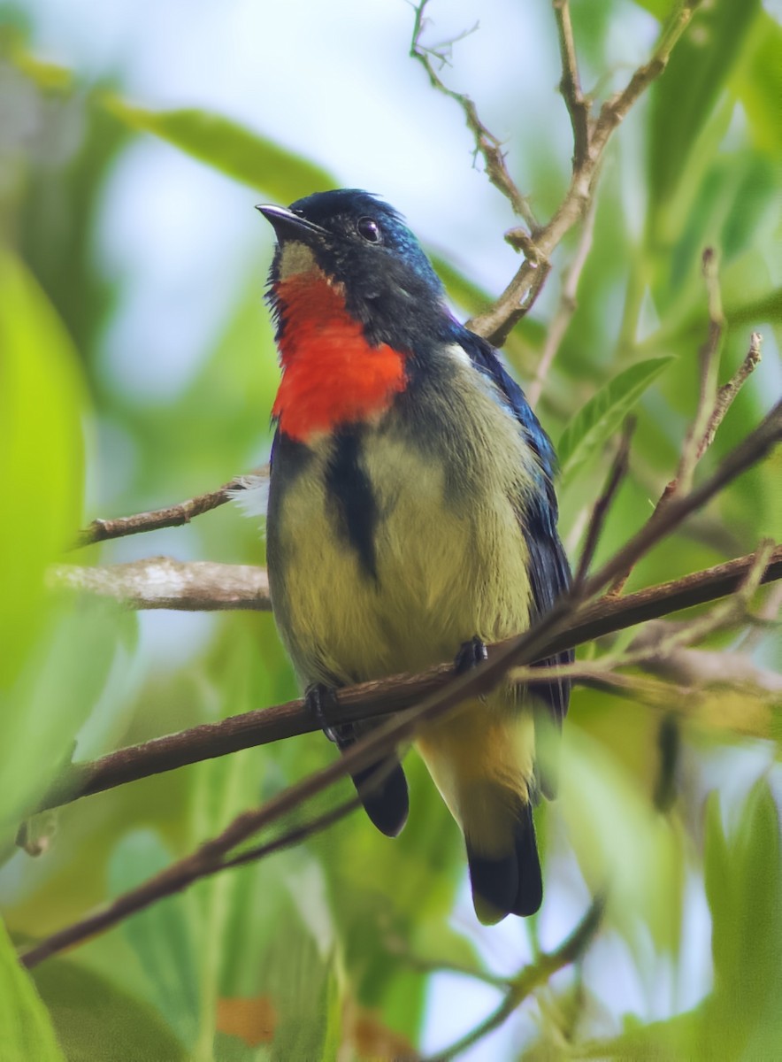 Dicée de Luçon - ML649143122