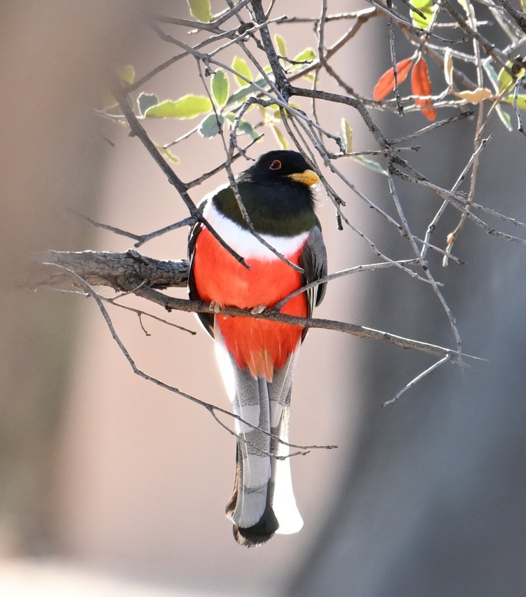 Coppery-tailed Trogon - ML649143483