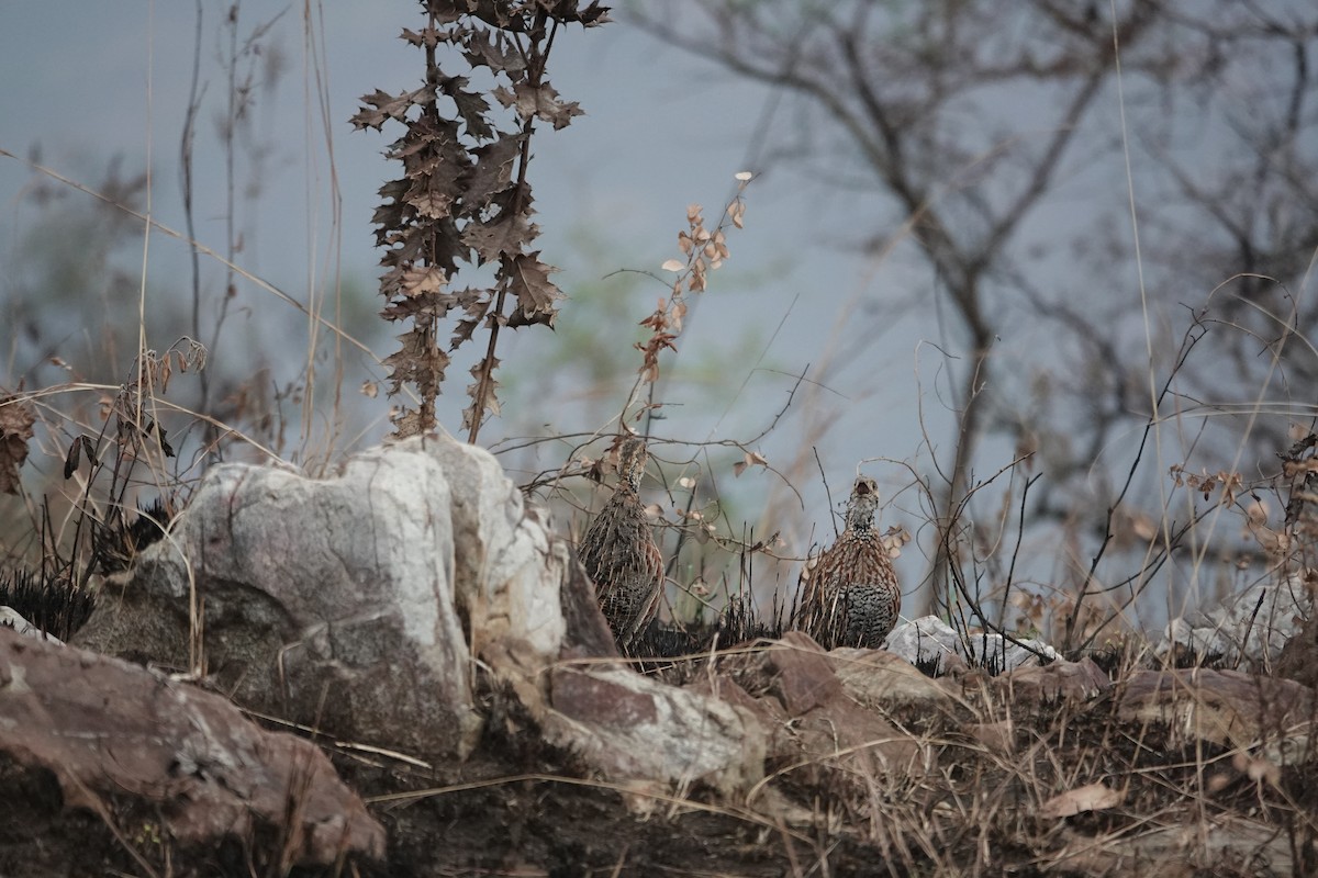 miombofrankolin - ML649143629