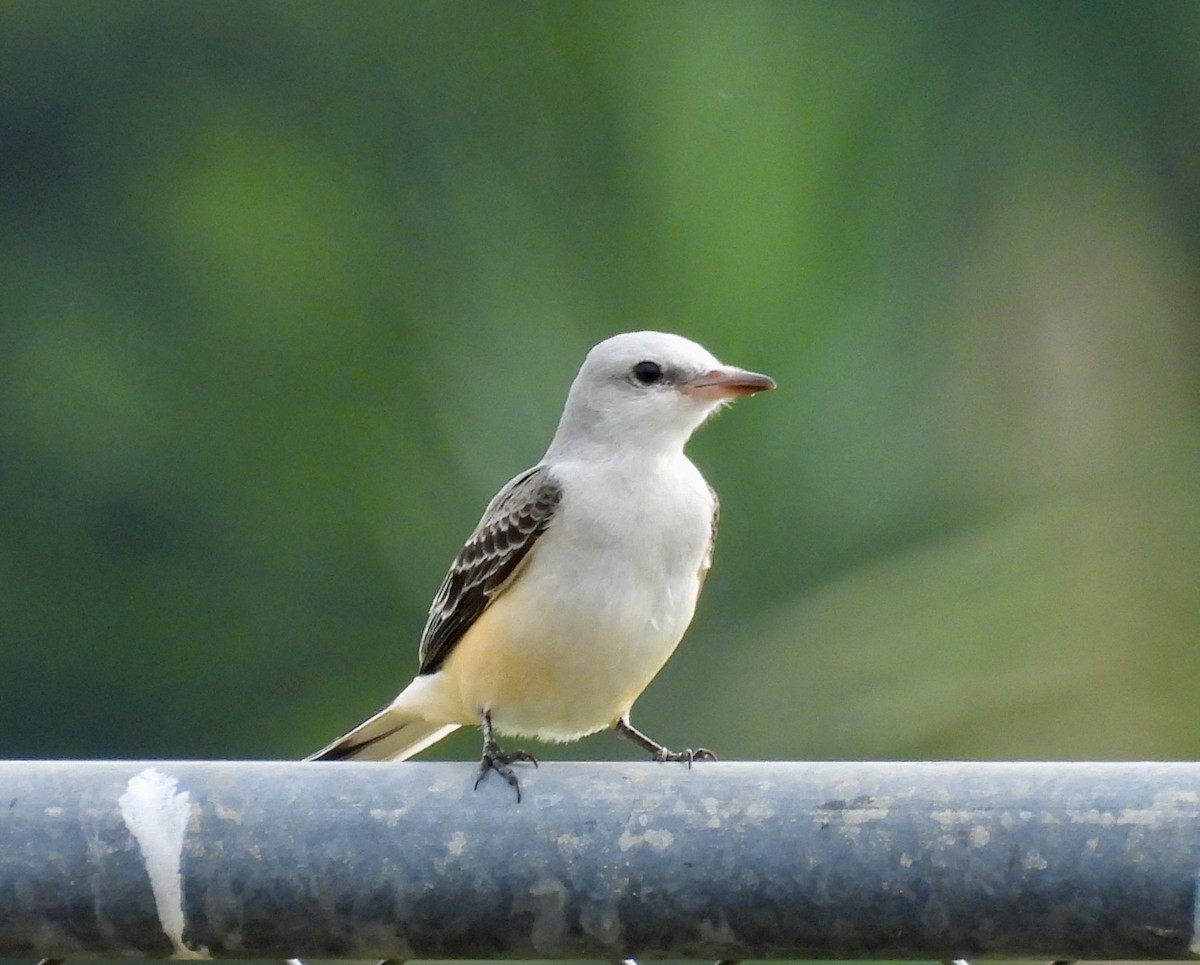 eBird Checklist - 18 Jan 2026 - 700–718 McClure Rd, Pahokee US-FL (26. ...