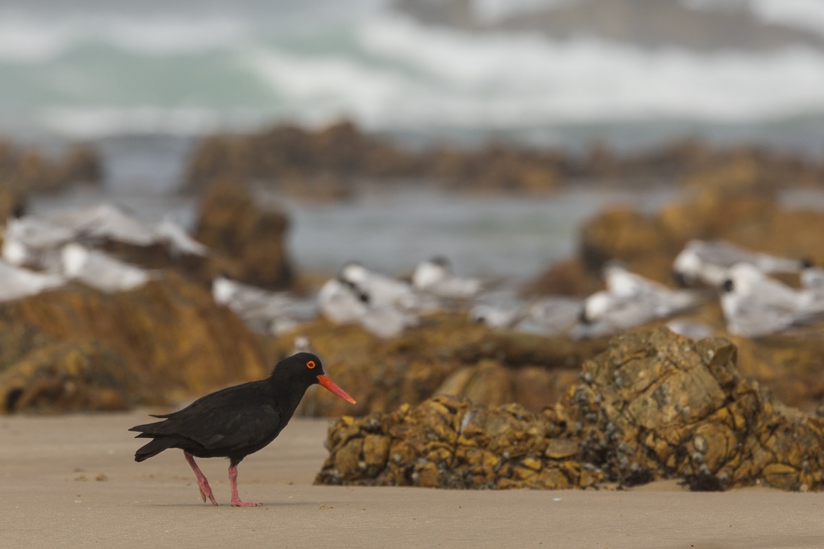 kappsvarttjeld - ML649143804