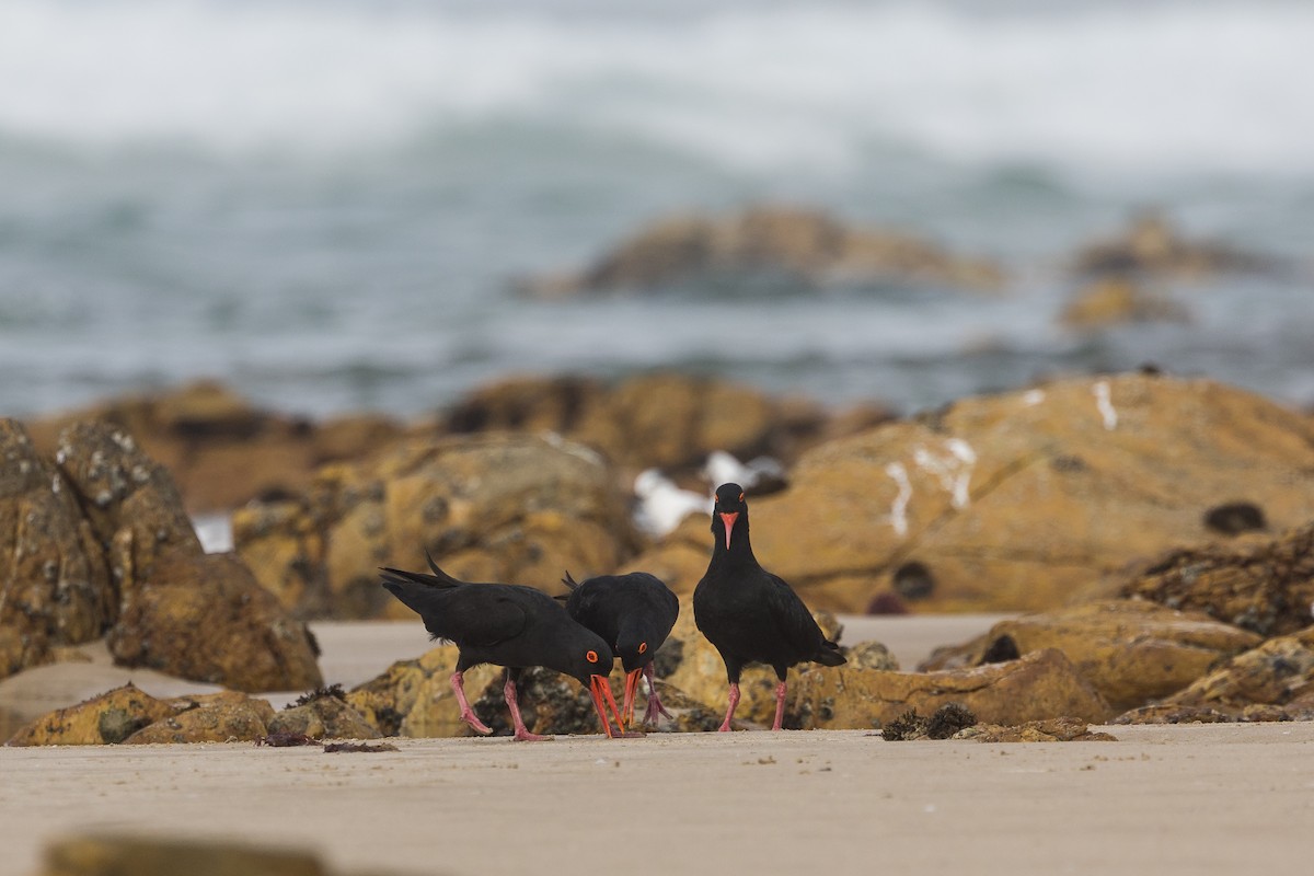 kappsvarttjeld - ML649143805