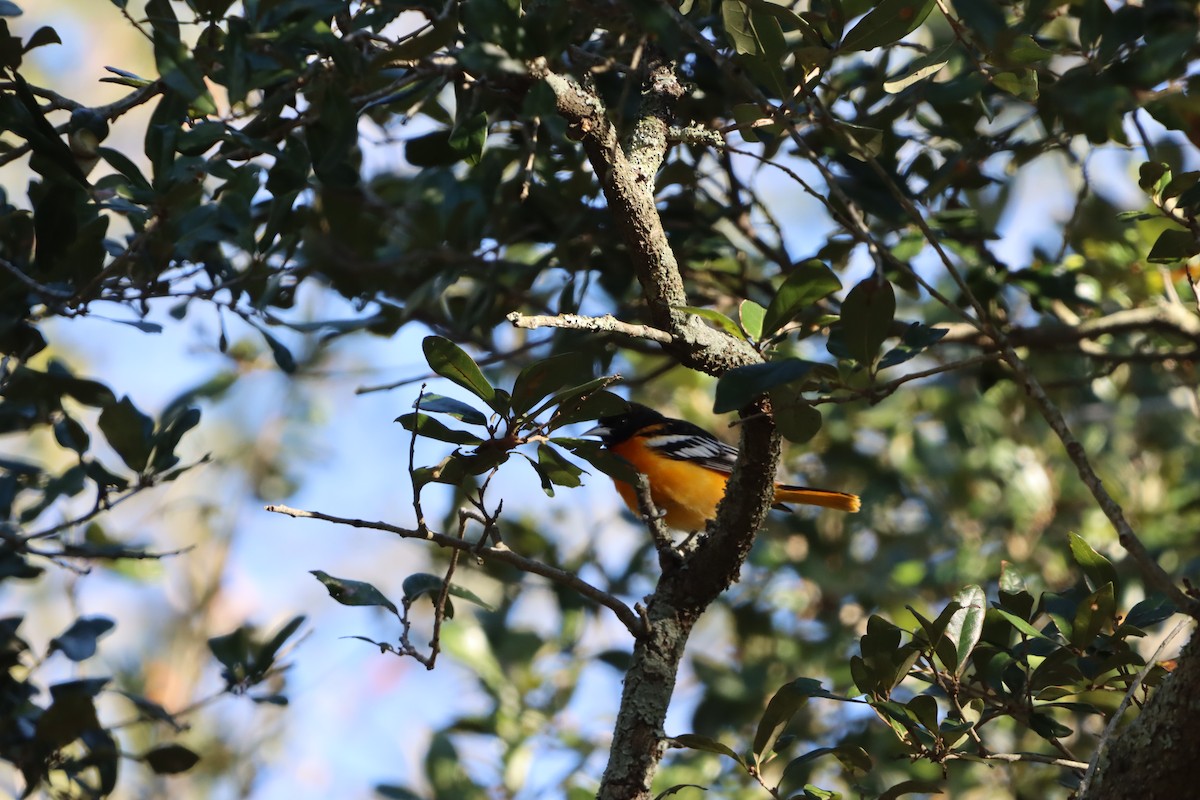 lundtrupial - ML649143809