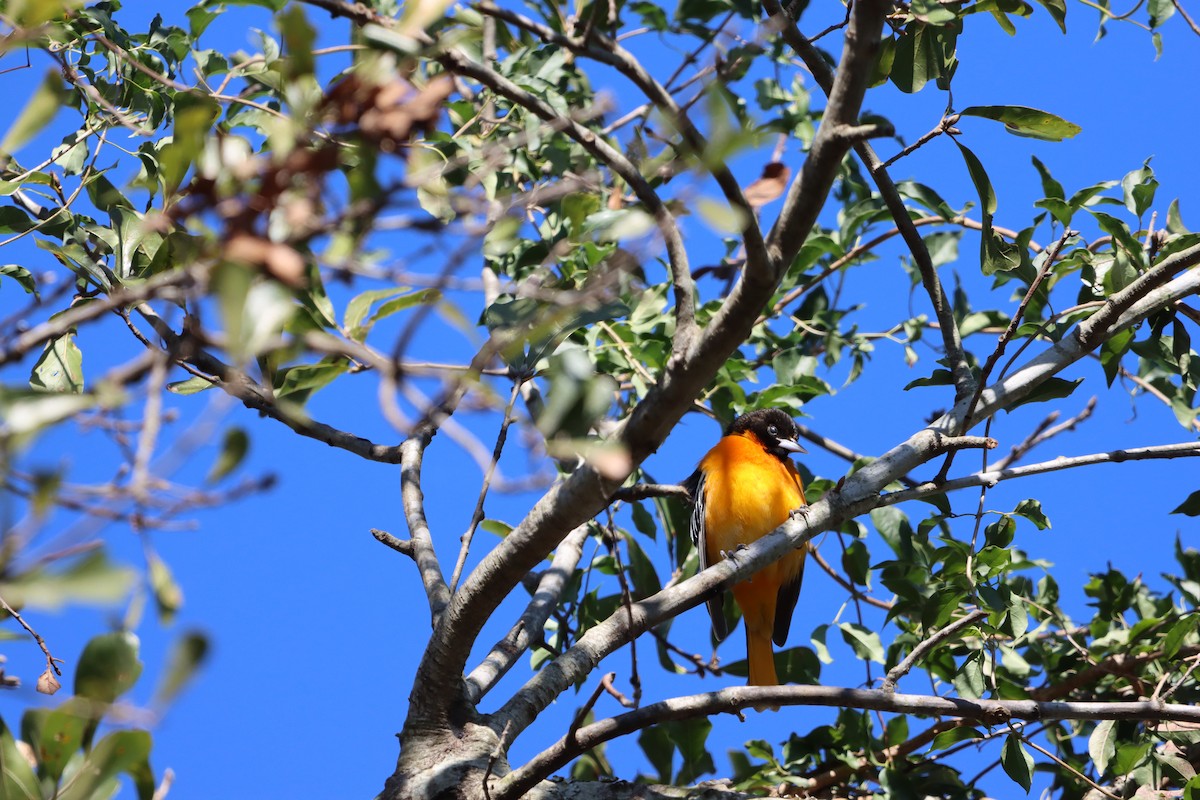 lundtrupial - ML649143812