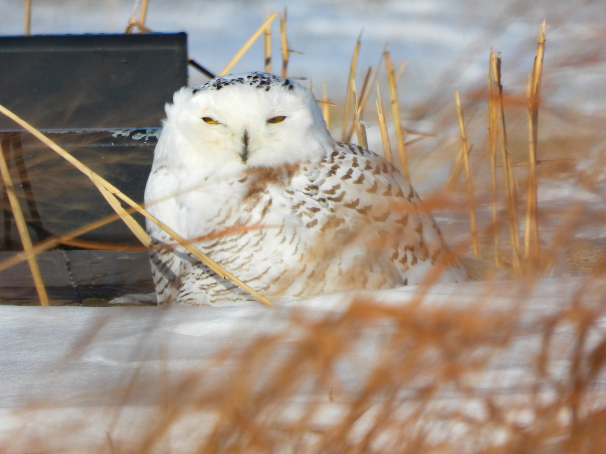 snøugle - ML649143814