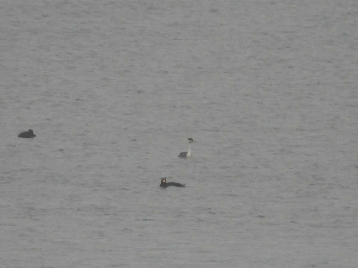 svanedykker - ML649143815