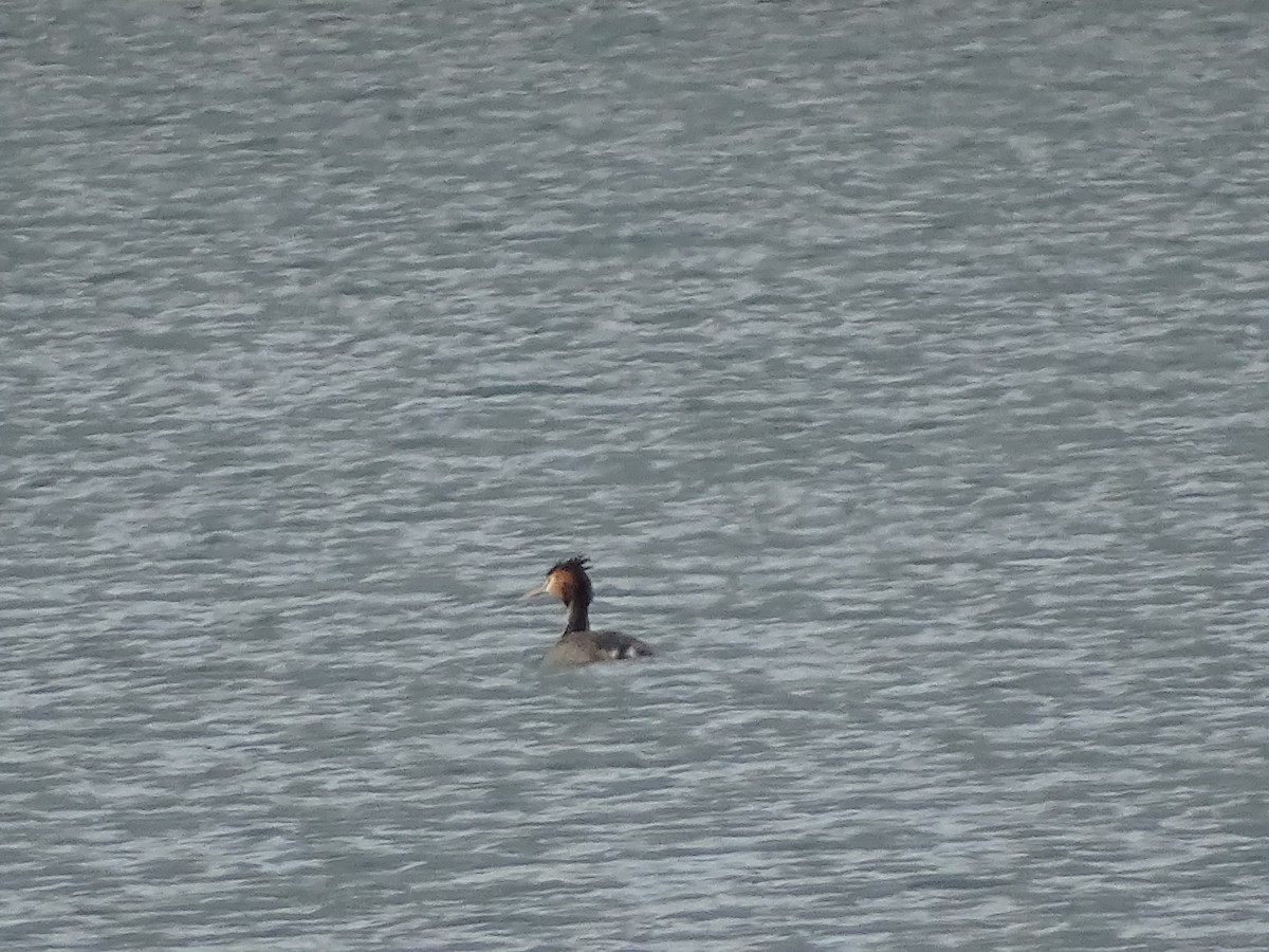 toppdykker - ML649143816