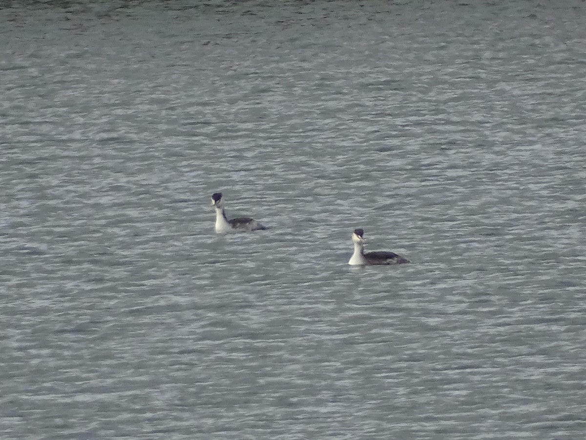 toppdykker - ML649143817