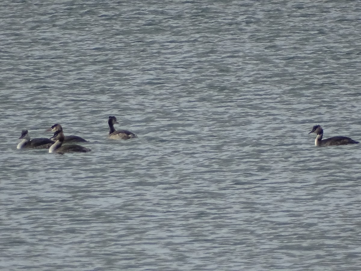 toppdykker - ML649143818