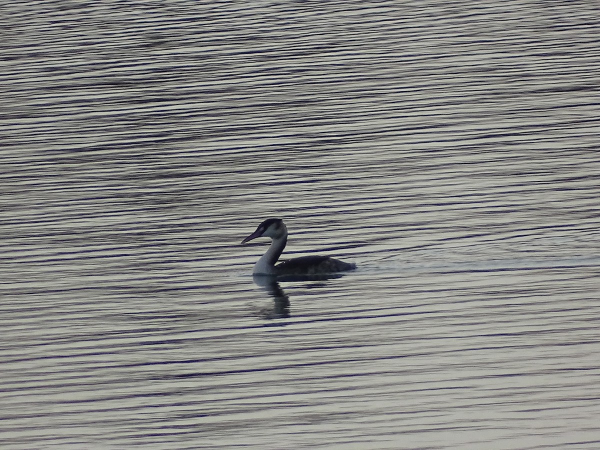 toppdykker - ML649143819