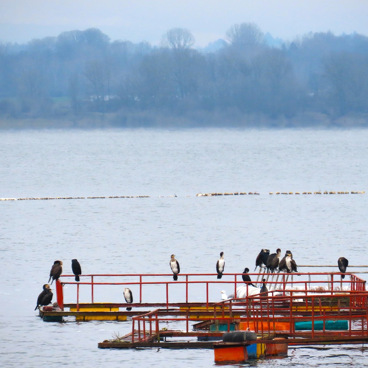 storskarv - ML649143820