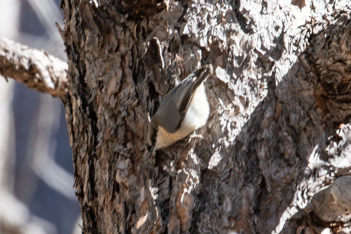 pygméspettmeis - ML649143821