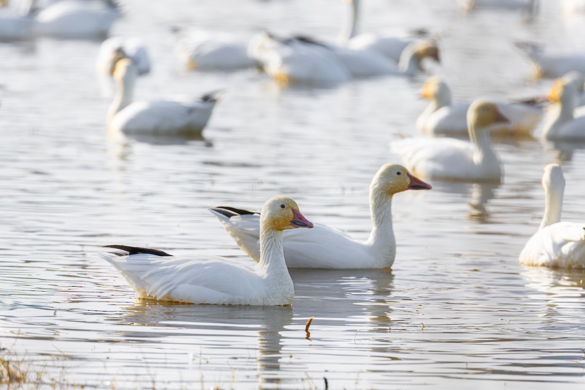 snøgås - ML649143822